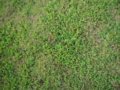 2104-grass.jpg