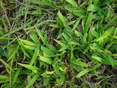 2106-grass.jpg