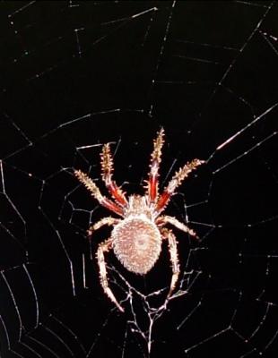 2069-spider.jpg