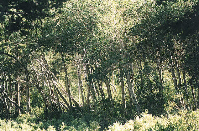 Aspens along the Piute Pass Trail