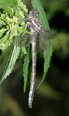 Arrow Clubtail - Stylurus spiniceps (teneral)