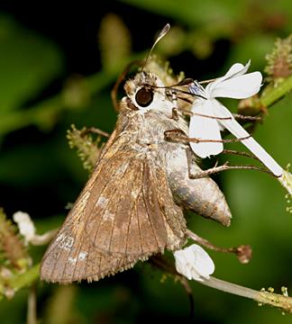 Sachem - Atalopedes campestris (female)