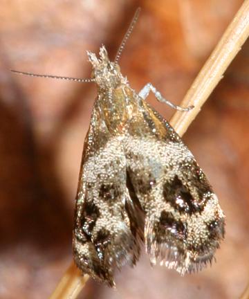 2648 -- Tebenna onustana