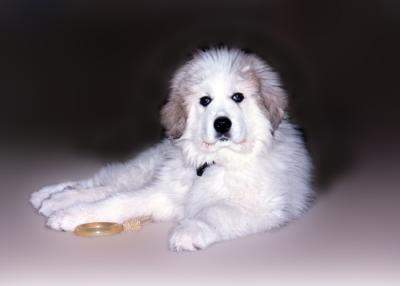 Sunny puppy laying landscaped redo.jpg