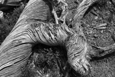 IMG_3564-BW-JPG.jpg