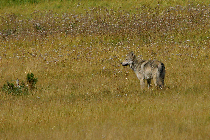 Uncollared gray wolf