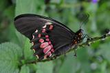 Parides iphidamas (female) (Transandean cattleheart)