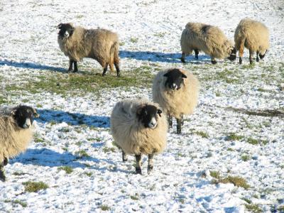 Woolier local sheep