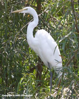 Snowy Egret in Tree