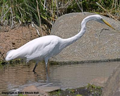 Hunting Snowy Egret