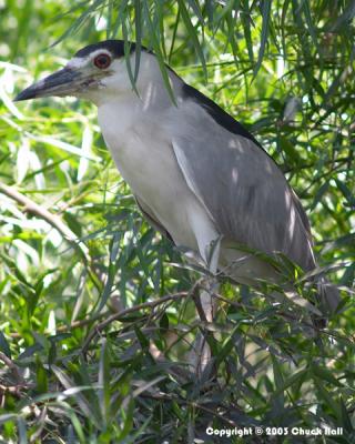 Black Crowned Night Heron