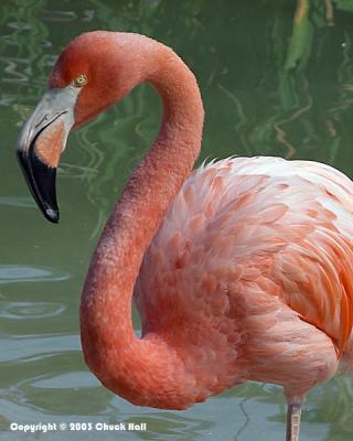 Flamingo