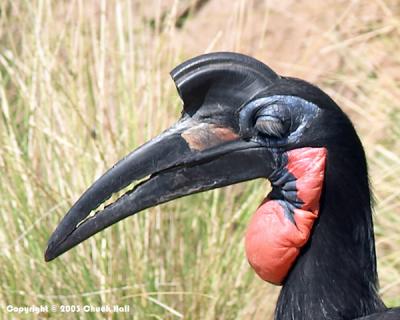 Ground Hornbill
