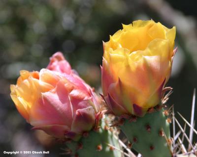 A Pair of Buds
