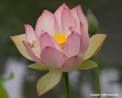 Lotus