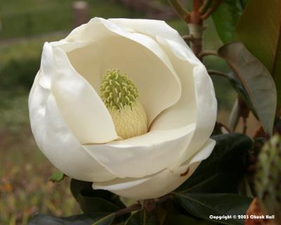 Magnolia Blossom