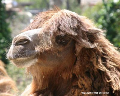 Bad Hair Day At the Zoo