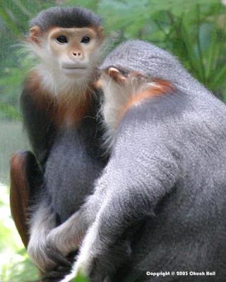 Buddies