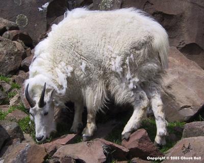 Mountain Goat