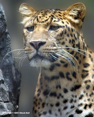 Northern China Leopard