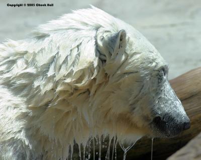 Wet Polar Bear