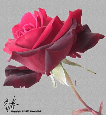 Night and Day Rose