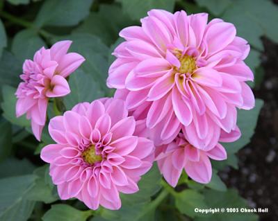 Pink Dahlia