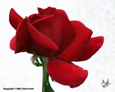 Red Rose