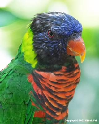 Lorakeet Portrait