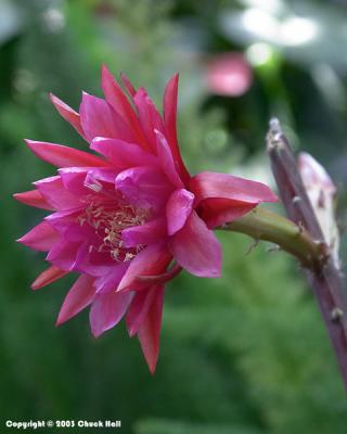 Orchid Cactus