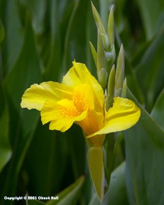 u20/ugot2bkdng/medium/20566127.YellowGlad.jpg