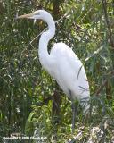 Snowy Egret in Tree