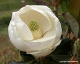 Magnolia Blossom