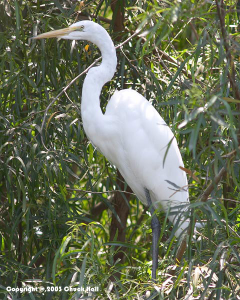Snowy Egret in Tree