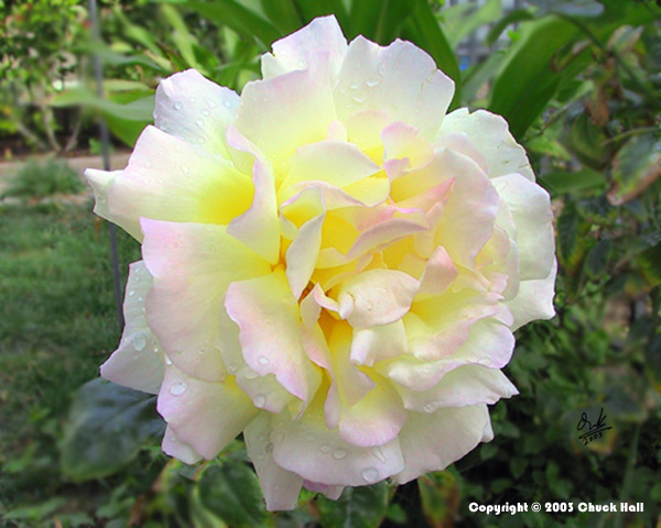 Yellow Rose