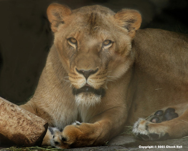 Lion