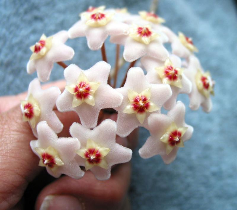 Hoya carnosa