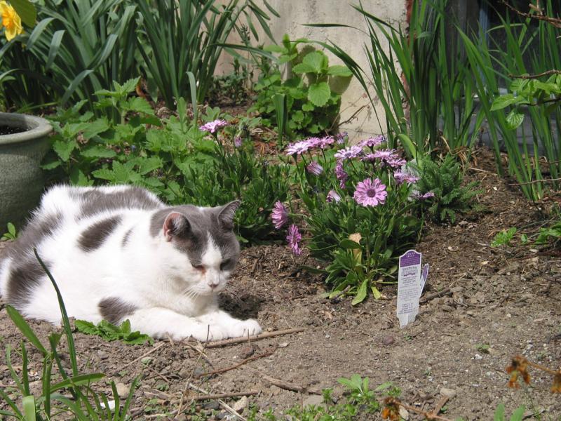 Van Loch in the catnip patch