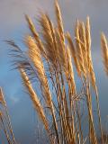 Pampas grass in late afternoon sun