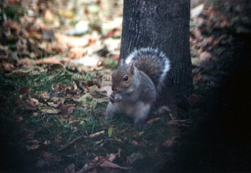 Milwaukee::Squirrel 1