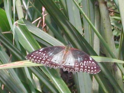 Cethosia-biblis.female.jpg