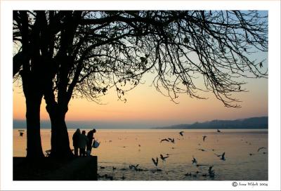 am Zrichsee