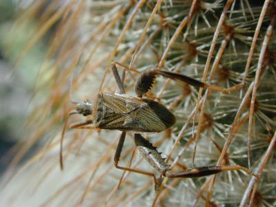 insectocactus