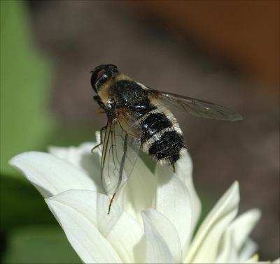 Bee on a Flower