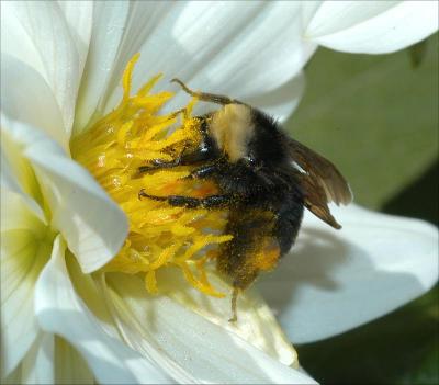 Pollen Covered Bee