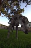 Wide Angle Greyhound
