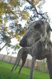Wide Angle Greyhound