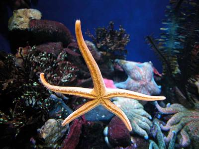 Sea Stars