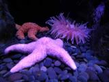 Sea Stars and anenome