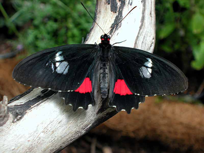 Butterfly - San Diego Wild Animal Park in Escondido